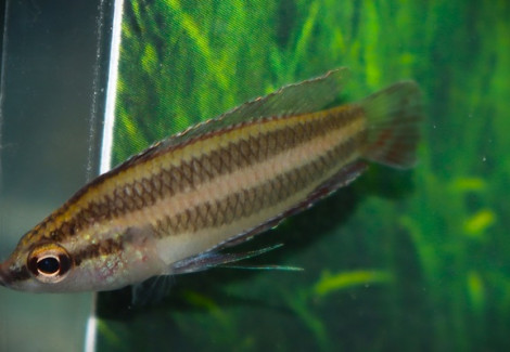 Parosphromenus Paludicola M