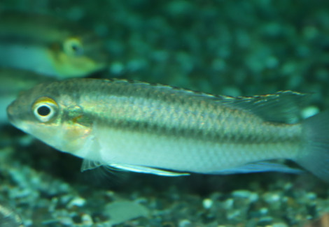 Pelvicachromis Pulcher L Maschio