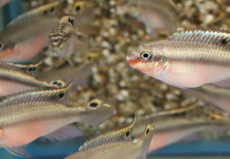 Pelvicachromis Pulcher Red S/M