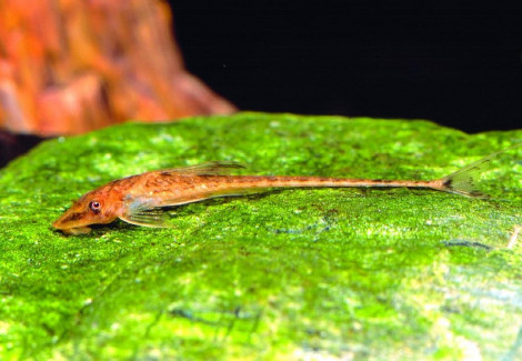 Phractura Ansorgii L