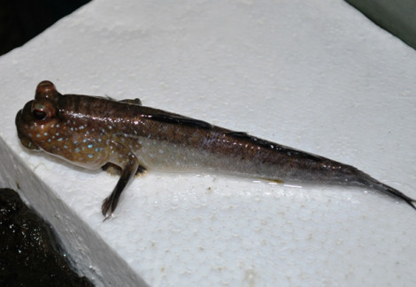 Periophthalmus Barbarus M/L