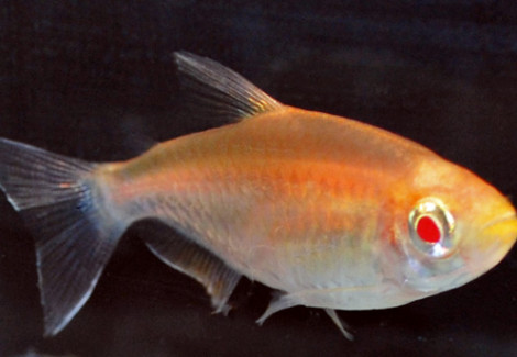 Phenacogrammus Interruptus Albino M