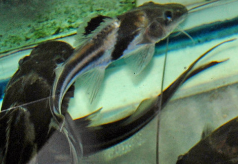 Pimelodus Ornatus M/L
