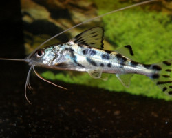 Pimelodus Pictus L