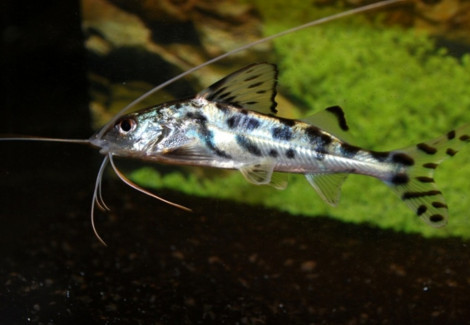 Pimelodus Pictus L