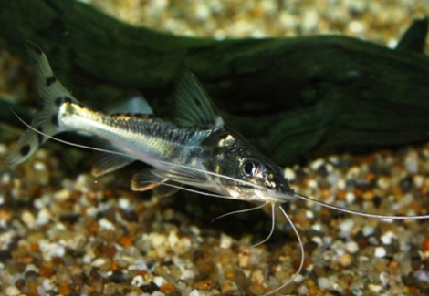 Pimelodus Pictus Angelicus  Xl
