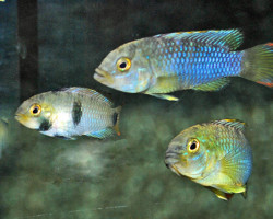 Apistogramma Nijsseni Xl