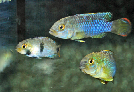 Apistogramma Nijsseni Xl