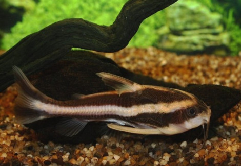 Platydoras Costatus M/L