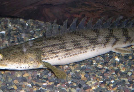 Polypterus Endlercheri Congicus L