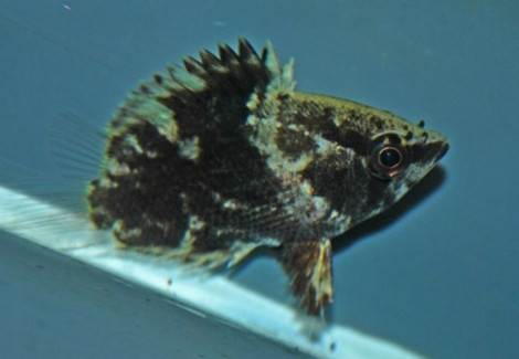 Polycentropsis Abbreviata M