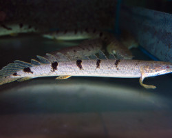 Polypterus Delhezi S