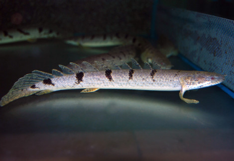 Polypterus Delhezi Xxl