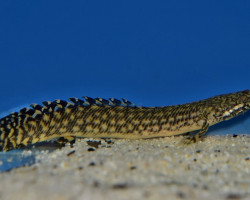 Polypterus Ornatipinnis M