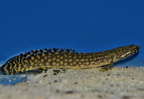 Polypterus Ornatipinnis M