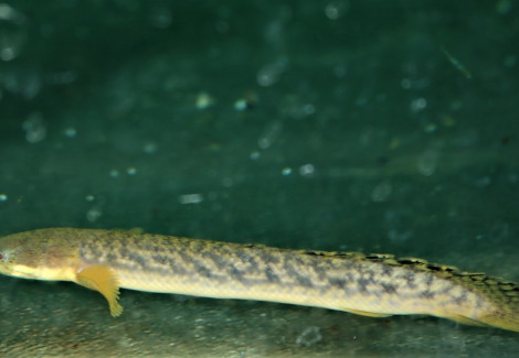 Polypterus Palmas S/M