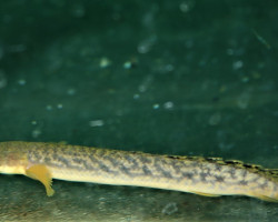 Polypterus Palmas Xl