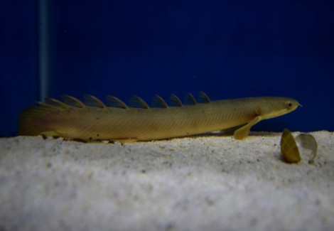 Polypterus Senegalus L