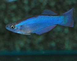 Procatopus Similis S