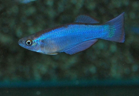 Procatopus Similis S