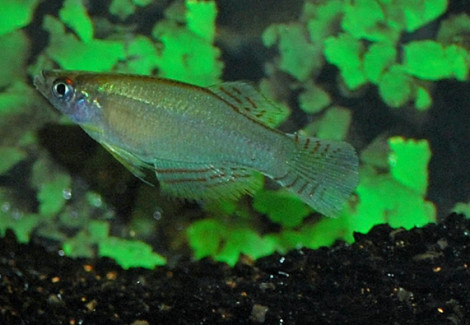 Procatopus Nototaenia Edea M