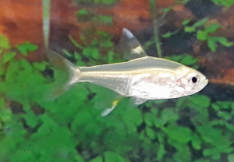 Pristella Maxilaris Gold S/M