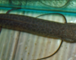 Protopterus Aethiopicus M/L