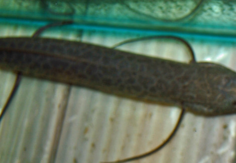 Protopterus Aethiopicus M/L