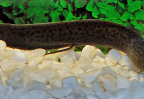 Protopterus Annectens/Dolloi L