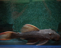L024 Pseudacanthicus Pitanga L