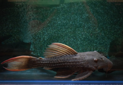L024 Pseudacanthicus Pitanga L