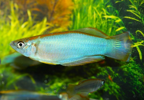 Procatopus Similis Muyuka L