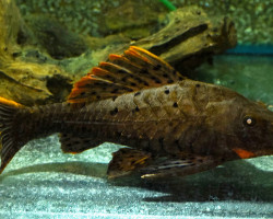 L095 Pseudorinelepis Sp. S/M