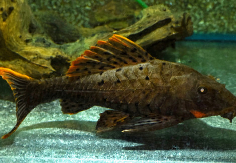 L095 Pseudorinelepis Sp. S/M