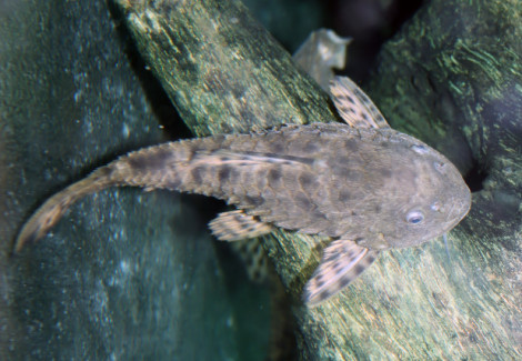 Pseudorinelepis Genibarbis M/L