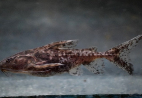 Pterodoras Granulosus L