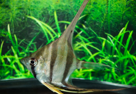 Pterophyllum Altum S