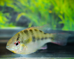 Mikrogeophagus Ramirezi M/L