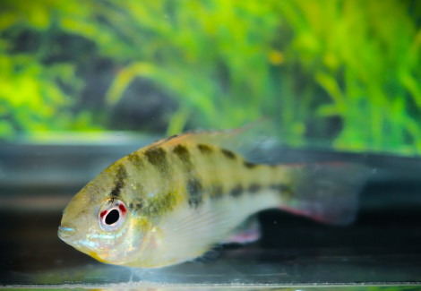 Mikrogeophagus Ramirezi M/L