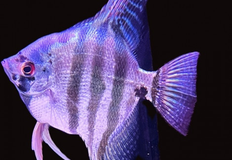 P. Scalare Blue Tiger M