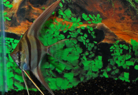 Pterophyllum Altum Xxl