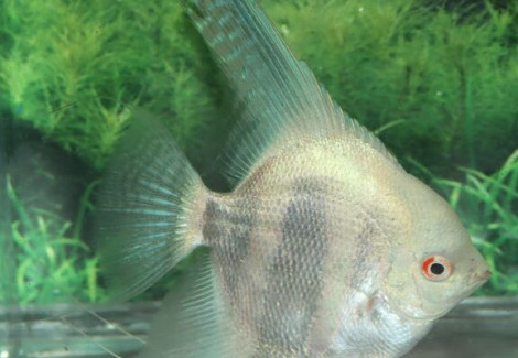Pterophyllum Sc. Dantum Albino Xl