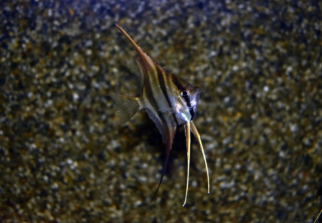P. Altum Orinoco S