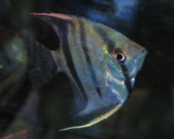 P. Scalare S/M