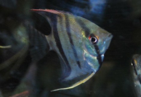 P. Scalare S/M
