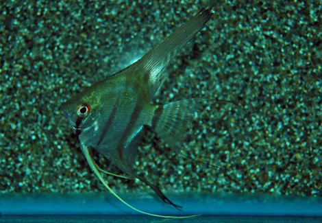 P. Scalare Peru Xl