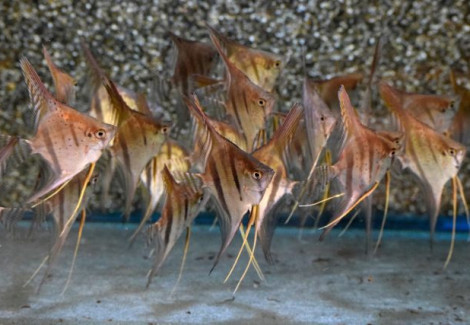 P. Scalare Santa Isabel L