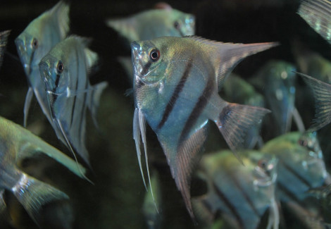 P. Scalare Blue Xl