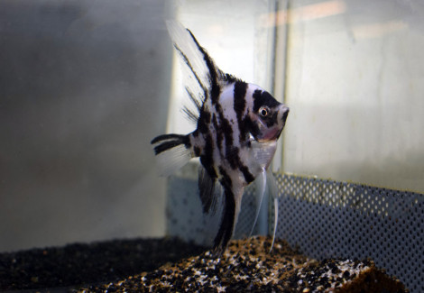 Pterophyllum Sc. Panda S/M