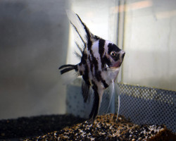 P. Scalare Panda L